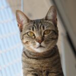 Katzennetz am Balkon rechtssicher und stabil montieren: Systeme, Montage ohne Bohren, Windlast und Kosten