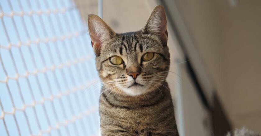 Katzennetz am Balkon rechtssicher und stabil montieren: Systeme, Montage ohne Bohren, Windlast und Kosten